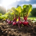 some fresh beetroot in a vegetable patch