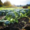 some fresh green broccoli