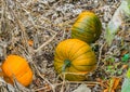 Some fresh growing squash autumn pumpkins organically cultivated for halloween Royalty Free Stock Photo
