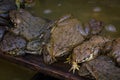 Some frogs at frog farm in Thailand Royalty Free Stock Photo