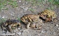 Some frogs making love Royalty Free Stock Photo