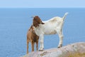 some funny goats laying on a rock in front of the ocean