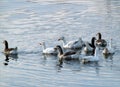 Some geese swim in the water Royalty Free Stock Photo
