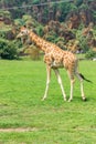 Giraffes in a zoo of Spain Royalty Free Stock Photo