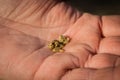 Some gold nuggets in the hand Royalty Free Stock Photo