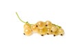 Some golden currants isolated on the white background Royalty Free Stock Photo