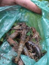 Some good quality shrimp from the natural river for the food Royalty Free Stock Photo