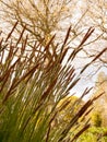 Some Gorgeous Flowering and Feathery Rushes Growing at the Side