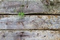 Some grass popping from Timber fence Royalty Free Stock Photo