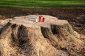 Some grave candles were placed on a freshly sawn off tree stump Royalty Free Stock Photo