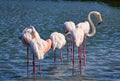 Some Greater Flamingo (Phoenicopterus roseus) standing in the pond.