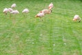 Some greater flamingos on a green meadow