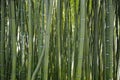 Some green bamboo cane in a forest Royalty Free Stock Photo