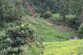 some green bushes grass and a road in the mountains in the background Royalty Free Stock Photo