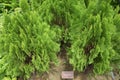 Some green Chinese Arborvitae plants on display at a park