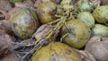 Some green coconuts, green background