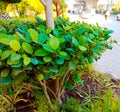 Some Green leaves at roadside.