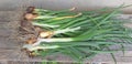 Some green onions bunch - Haevested from the garden with roots Royalty Free Stock Photo