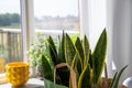 Some green snake plants Sansevieria trifasciata in a paper bag from store in preparation for planting in home interior window