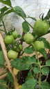 tomato tree