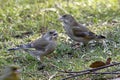 Some Greenfinches seeks seed in the grass