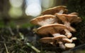 Some growing mushrooms