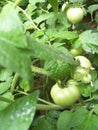 Some growing tomatoes Royalty Free Stock Photo