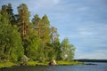 Some gulls on dead pine tree near lake Royalty Free Stock Photo