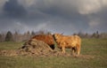 Some highland cattle feeding in a farm field in spring in Canada Royalty Free Stock Photo