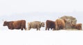 Some Highland cattle feeding in a snowy field in winter in Canada Royalty Free Stock Photo