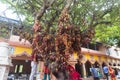 In some Hindu temples, some such object is placed on a tree for the purpose of fulfilling one& x27;s wish
