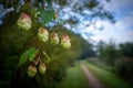 some Hops flowers hanging on a bush