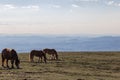 Horses pasturing on a mountain above a wide valley