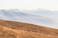 Some horses silhouettes on top of Subasio mountain, over a sea of fog filling the Umbria valley at golden hour Royalty Free Stock Photo