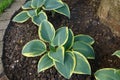 Some hosta leaves under a tree around the trunk