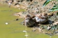 Some House Sparrows Taking a Bath Royalty Free Stock Photo