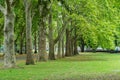 Some huge beautiful trees lined along the pedestrian walkway. The green environment in a landscaped urban park. Carlton Gardens Royalty Free Stock Photo