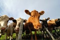 Some Icelandic cows in a farm, Iceland