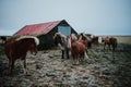 Some Icelandic horses on a field