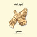 Galangal Illustration, Ingredients For Some Food, Sketch & Vector Style