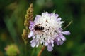 Some insect bee or fly sitting on Knautia flower with some grass seeds in background