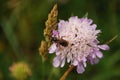 Some insect bee or fly sitting on Knautia flower with some grass seeds in background