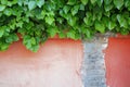 Some ivy leaves falling on a damaged salmon color wall. Empty copy space