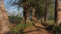 Some kapok trees on the edge of the road Royalty Free Stock Photo