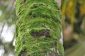 Some kind of fungus or algae formation on the surface of coconut stem. Green colored natural phenomenon looks wonderful