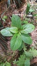 some kind of green plant in the forest