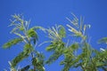 Flowers waving in the wind