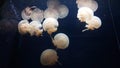 Some kind of nice jelly-fish Royalty Free Stock Photo