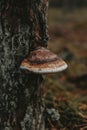 Polypores or conks Royalty Free Stock Photo