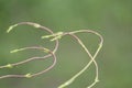 Some kind of weed or grass is splitted away from each other uniformly. Close up of pattern it is made of is wonderful